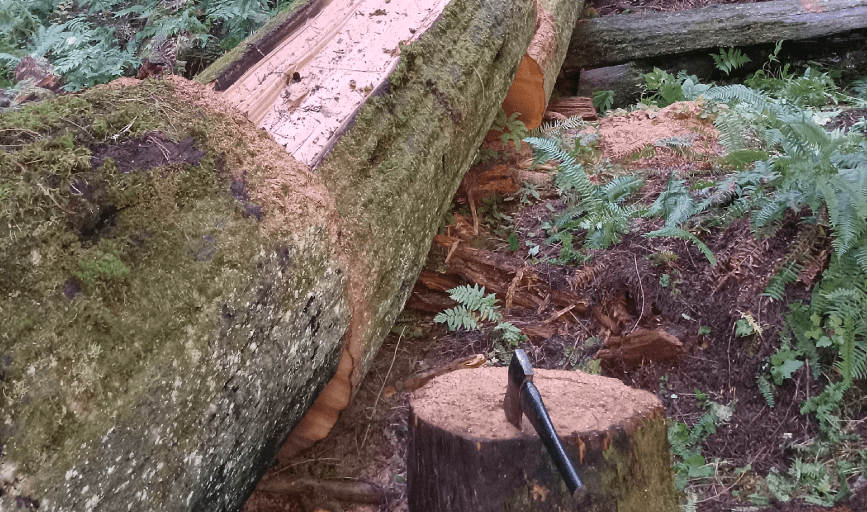Ridgeline Tree & Land Management
