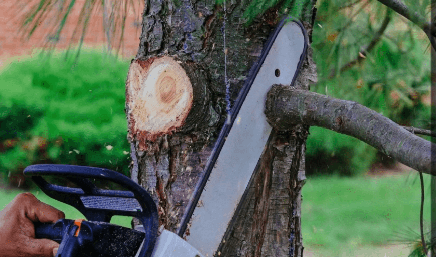 Tree Trimming